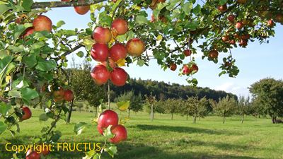 Red apples on the educational fruit trail in Steinmaur