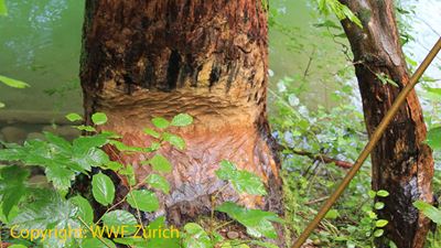 A gnawed tree on the WWF beaver trail on the Tössegg