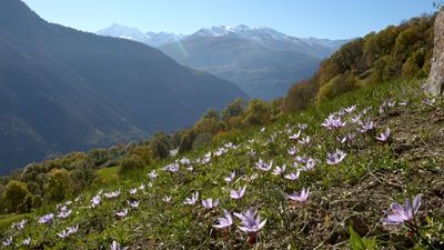 La photo représente un champ parsemé de nombreuses fleurs de safran violettes avec, en arrière-plan, une vue imprenable sur les Alpes valaisannes.