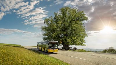CarPostal devant un imposant tilleul d’été en contre-jour
