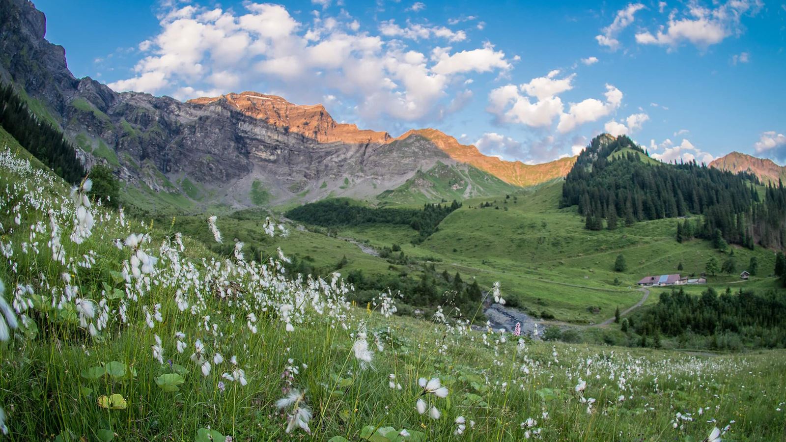 Sommerliche Alpenwiese in Saxeten mit Berge und Bauernhof im Hintergrund