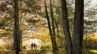 Zwei Personen spazieren durch den Herbstwald am Türlersee. Sonnenlicht fällt durch die Bäume.