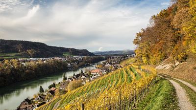 Vue sur les vignobles et le Rhin pendant la randonnée de Hüntwangen à Eglisau.