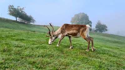 Reindeer eating grass on a green meadow in Zurich’s wine country.