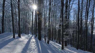 Snowy forest landscape on a winter hike from the top of the Albis Pass to Tüfenbach.