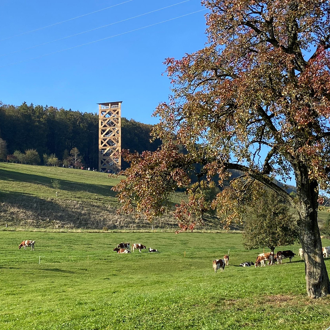 View of the Hasenberg tower in Widen with a tree and cows in the foreground.