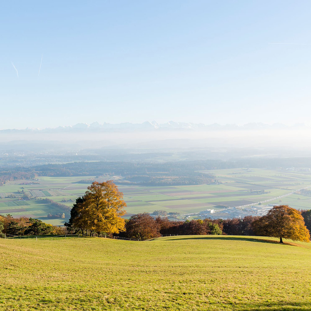 View from Roggenflue in the Solothurn Jura over a green landscape with trees.