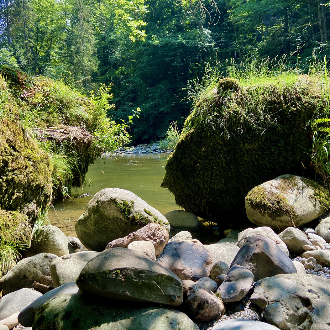 View through stones to the green Sihl with trees in the background.