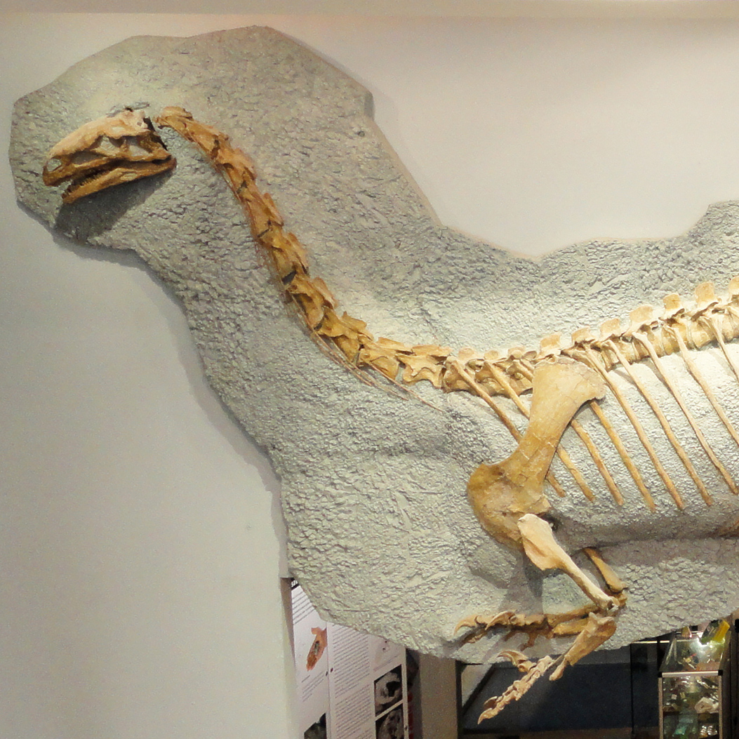 Dinosaur fossil at the Frick Dinosaur Museum