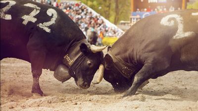 Eringer Ringkuhkampf